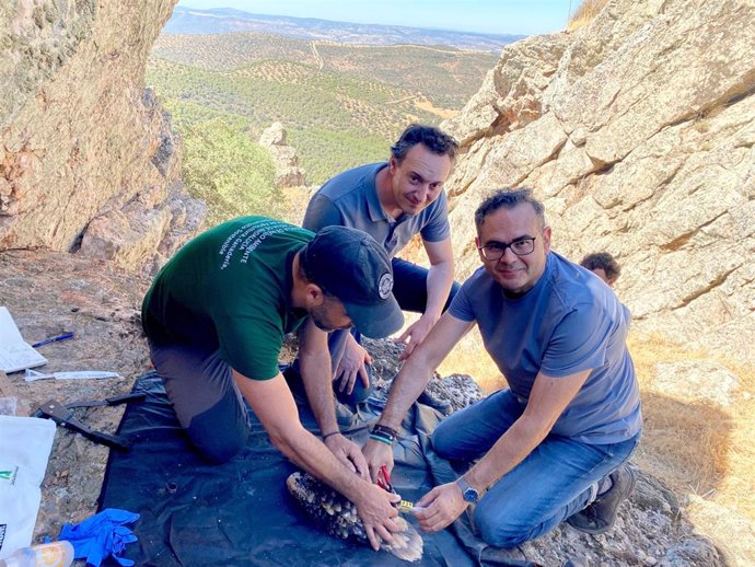 Técnicos anillando un ejemplar de alimoche en Córdoba.