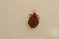 Un estudio revela que los piojos llegaron a los humanos desde un ancestro al que pertenecen los elefantes