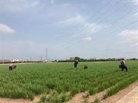 La subvención estatal de la prima del seguro agrario sube 10 puntos a partir del 1 de septiembre