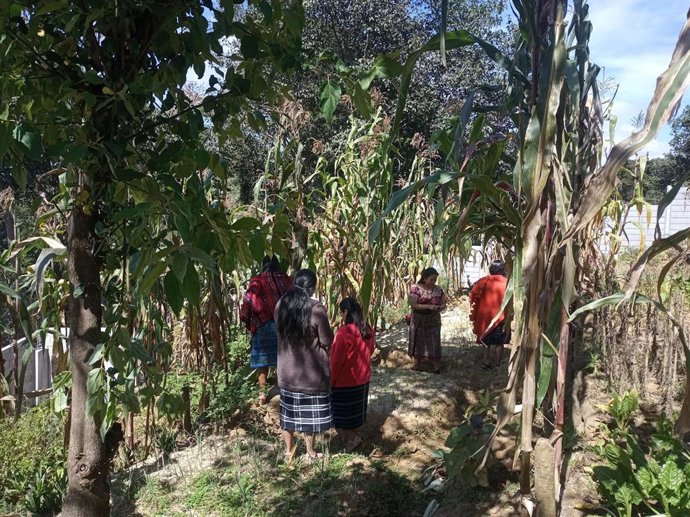 Uno de los campos se desarrolla en Santiago de Sacatepéquez (Guatemala)