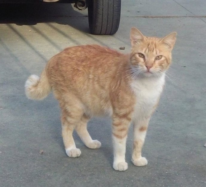 Archivo - Un gato callejero en Córdoba.