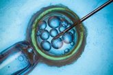 Foto: ¿Por qué los embriones de FIV dejan de dividirse?