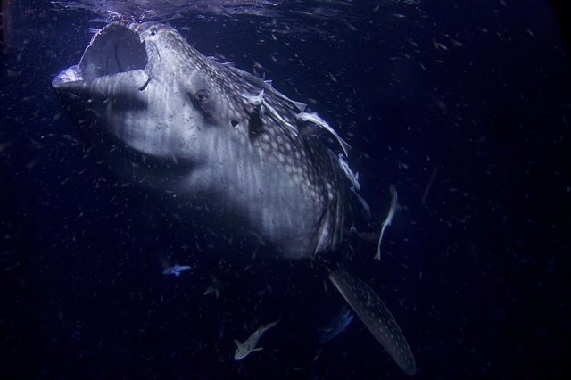 Tiburón ballena de 8 metros de largo, filtrando plancton por la noche, en Maldivas.