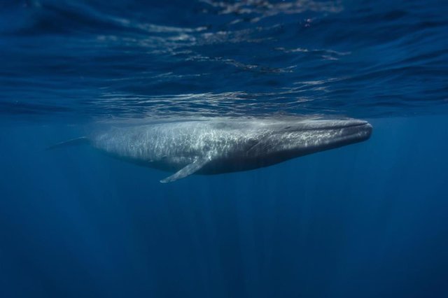 Ballena en el Ártico