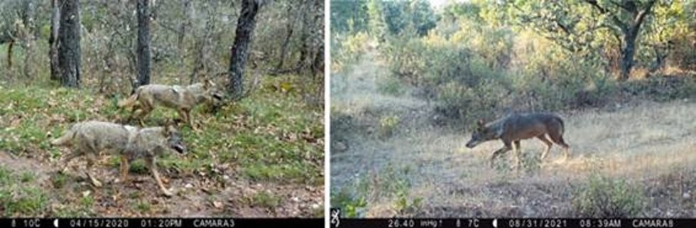 Dos machos con pelaje de invierno y una hembra reproductora fotografiados con las cámaras de fototrampeo utilizadas en el seguimiento de 8 años.