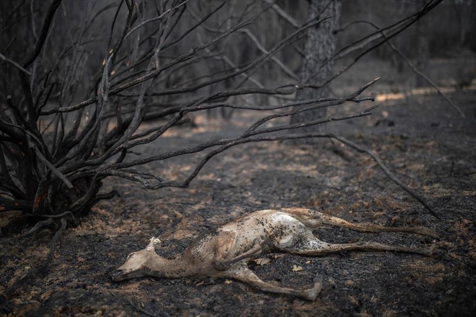 Un ciervo tirado en el suelo tras el incendio sofocado hace dos días e iniciado el pasado día 15 en la Sierra de la Culebra, a 21 de junio de 2022, en Villardeciervos, Zamora, Castilla y León (España). La Junta de Castilla y León, la Diputación de Zamor