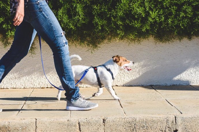 Archivo - Paseando al perro por la calle.