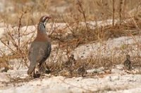 El BOJA publica la nueva orden de vedas que regula el calendario de caza en Andalucía