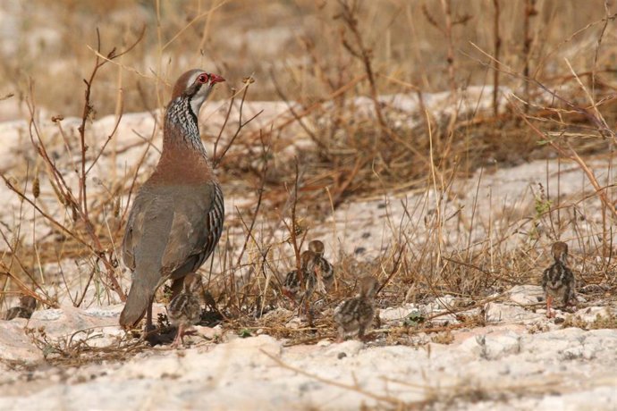 Imagen de archivo de una perdiz con sus polluelos.