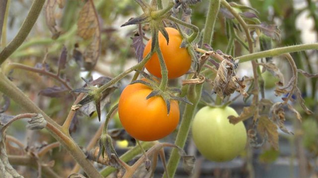El híbrido entre tomate y azafrán nace en Albacete con multitud de propiedades
