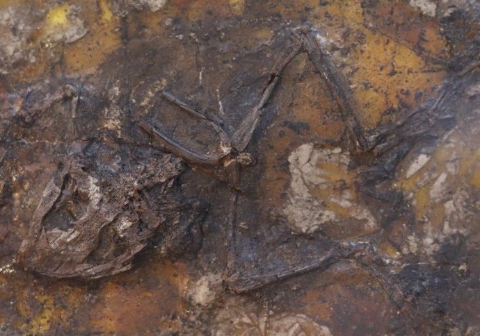 Esqueleto bien conservado de una rana fósil de la Colección Geiseltal. La rana probablemente murió durante el apareamiento en un ambiente pantanoso y se rompió en dos pedazos debido a las corrientes en el fondo del lago.