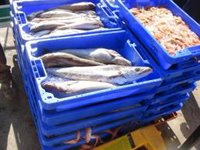 El CSIC lidera un proyecto de investigación para facilitar la adaptación del sector pesquero al cambio climático