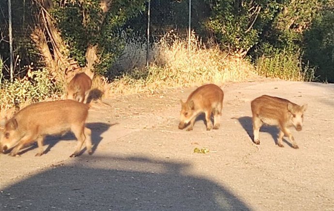 Policía Local de 'Sanse' detecta comederos para jabalíes en zonas verdes urbanas