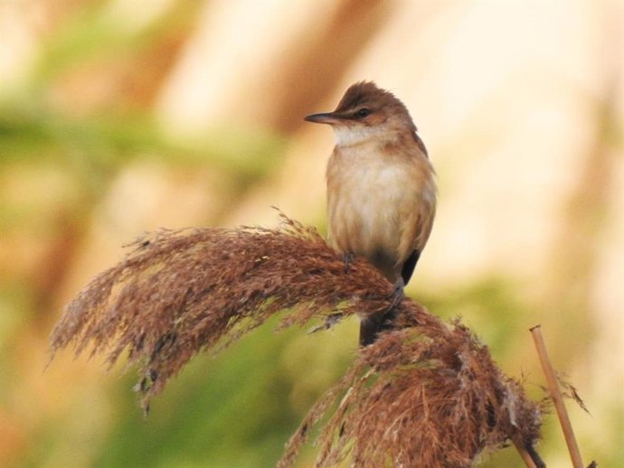 Un ocell al Parc Fluvial del Bess