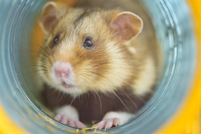 Archivo - FILED - 15 April 2019, Baden-Wuerttemberg, Heidelberg: A field hamster is in the zoo in a breeding facility for field hamsters in a cage. Hong Kong researchers have found evidence that hamsters can transmit coronavirus infection to humans. Pho