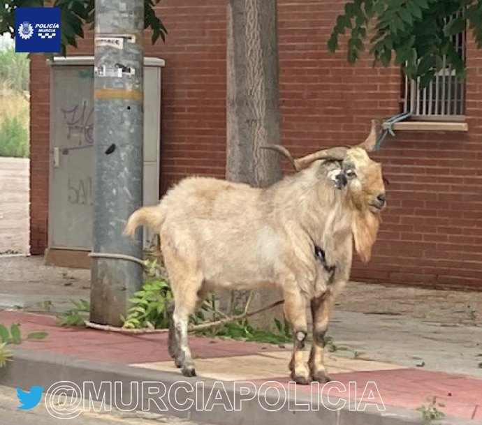 Dotación de la Policía Local de la pedanía murciana de La Alberca rescata una cabra atada a una farola y la devuelve a su propietario