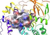 Foto: Identifican una molécula capaz de estimular la reparación del daño oxidativo del ADN