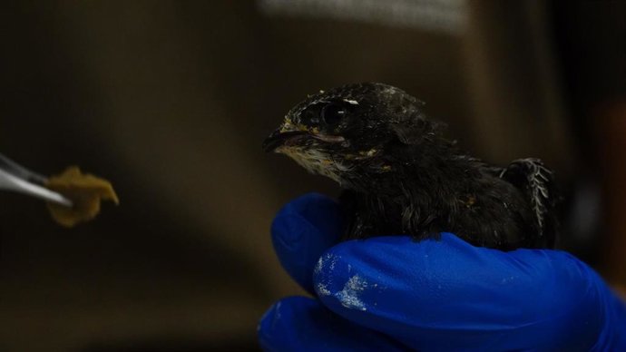 Archivo - Uno de los ejemplares de vencejo liberados