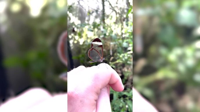 La granja de mariposas de cristal que ha sorprendido a las redes