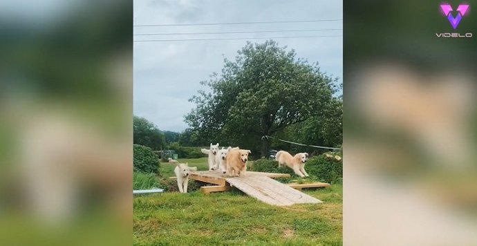 Ofrecen puesto de trabajo para cuidar... ¡De hasta 30 Golden Retrievers!