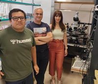 Investigadores de la UPO (Sevilla) descubren los mecanismos que intervienen en la pérdida de plasticidad del cerebro