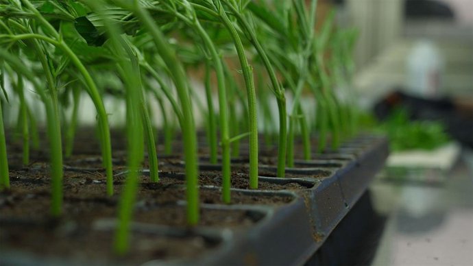 Posgrado en Tecnologías de Producción y Transformación del Cannabis