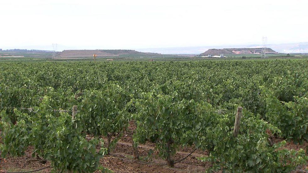 Bayer presenta en La Rioja el proyecto Dionisio, su apuesta por la biodiversidad