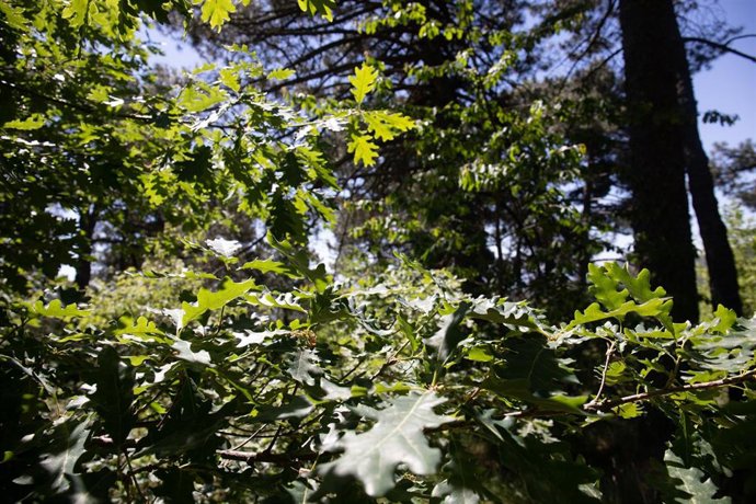 Archivo - Hojas de roble en el Arboreto de Luis Ceballos, a 26 de mayo de 2022, en San Lorenzo de El Escorial, Madrid (España). 
