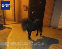 La Policía Local de Murcia localiza un poni extraviado que deambulaba por La Alberca (Murcia)