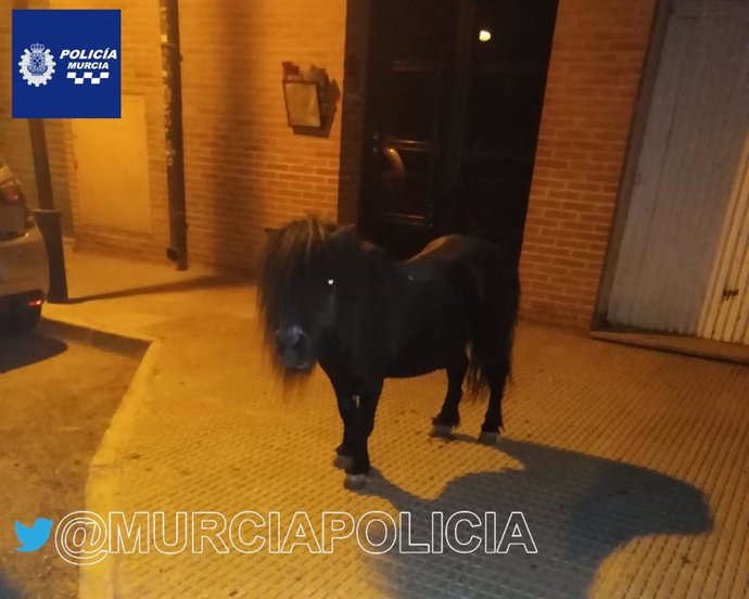 Imagen del poni extraviado en La Alberca