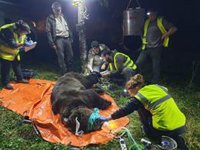 El Plan de Radiomarcaje del oso de la Junta continúa con "éxito" tras la captura de otro macho en el Alto Sil (León)