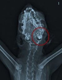 Investigados tres jóvenes de la Zona Media de Navarra como presuntos autores de un delito de maltrato animal