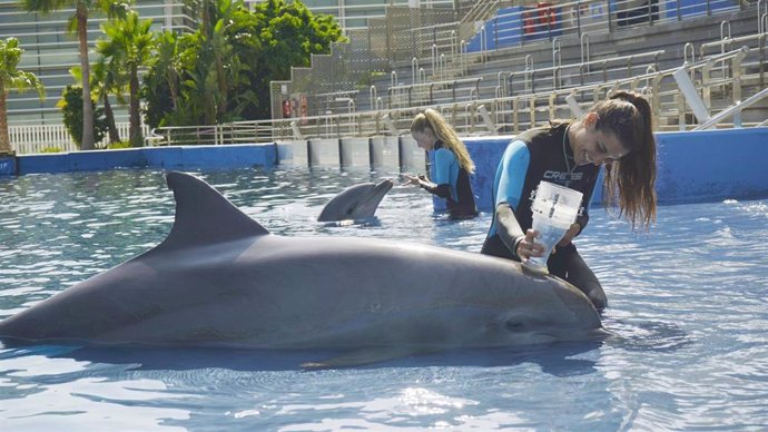 Una de las cuidadoras con un delfín en el delfinario del Oceanogrfic