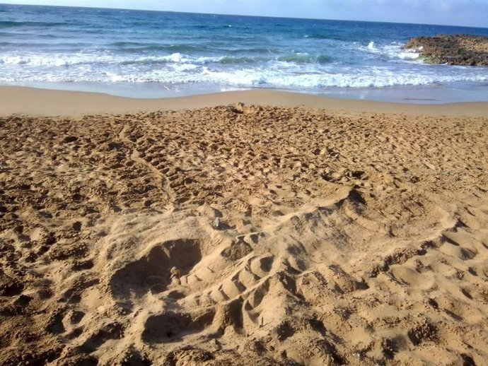 Imagen del nido vacío de Cala Magre con los rastros de entrada y salida de la tortuga boba.