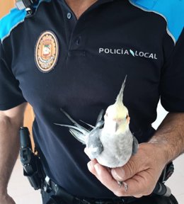 Localizan en Poio (Pontevedra) al propietario de la cacatúa ninfa perdida que recibió a su dueño "con gran entusiasmo"