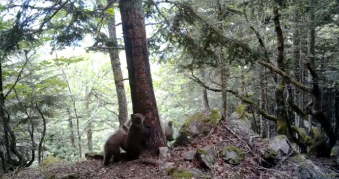 Imatges gravades aquest any d'una ossa amb dos cadells a la Vall d'Aran 