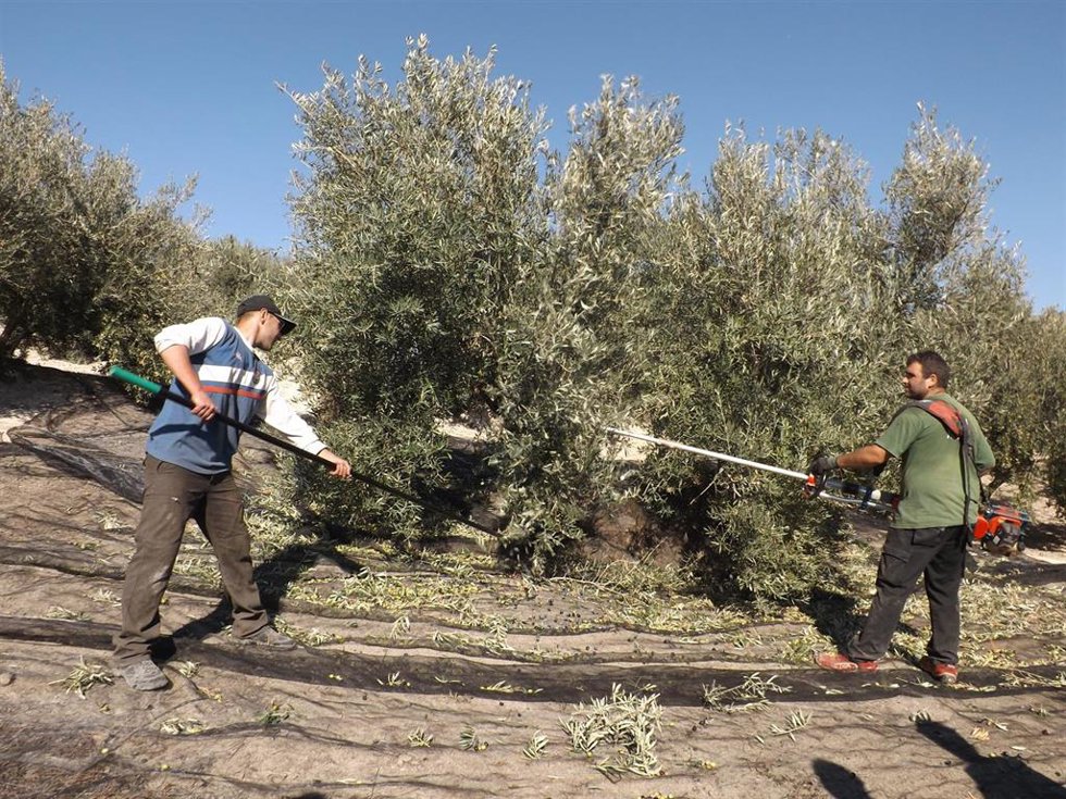 Archivo - Recolección de la aceituna en la comarca jiennense de Sierra Mágina.