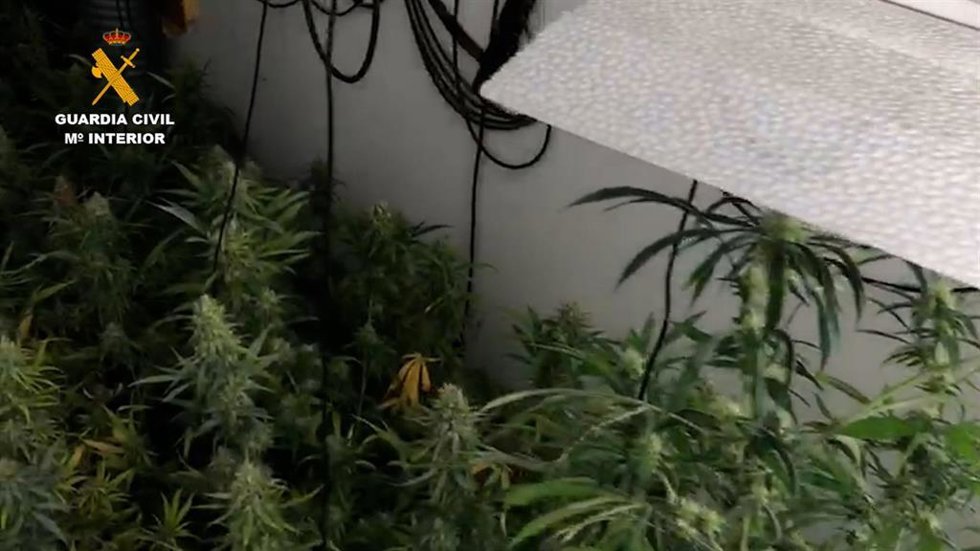 Plantación de marihuana en Bornos.