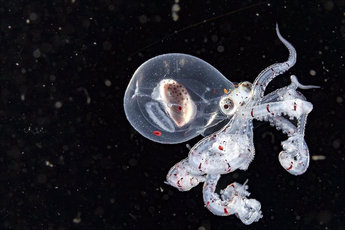 Foto ganadora de Yung Sen-Wu en el concurso internacional de fotografía