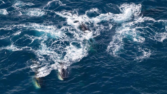 Ballenas de aleta alimentándose en el Mar de Weddell cerca de la Isla Elefante al norte de la Península Antártica Occidental.