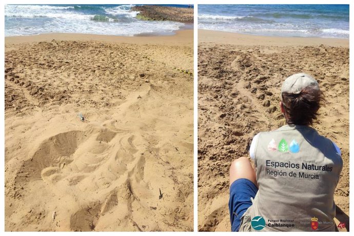 Primeros rastros de tortugas marinas de la temporada en el Parque Regional de Calblanque, Peña del Águila y Monte de las Cenizas