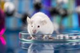 Foto: El sonido reduce el dolor en los ratones