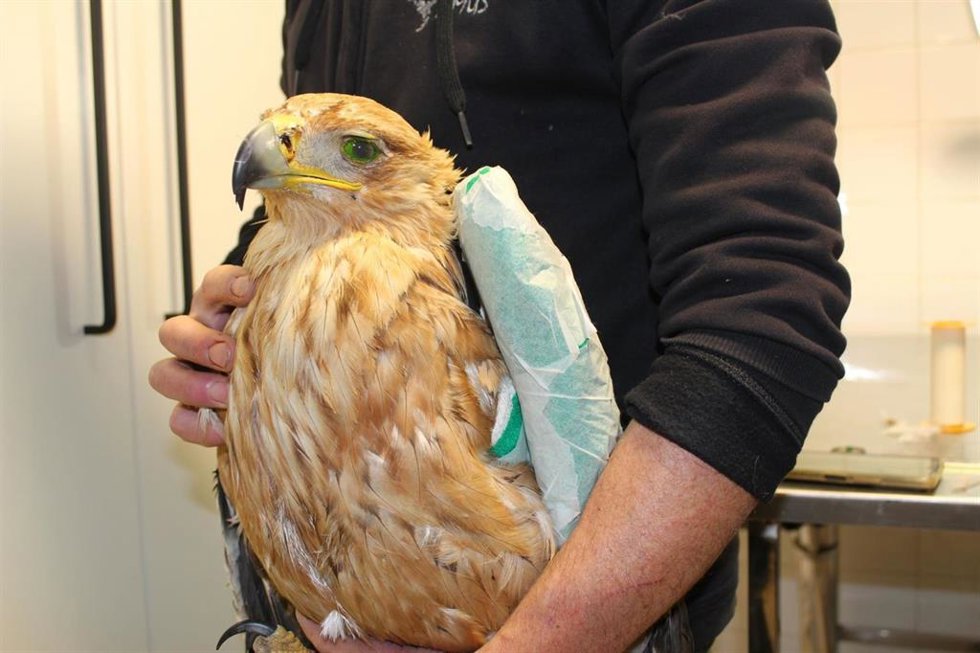 Águila imperial tratada por AMUS