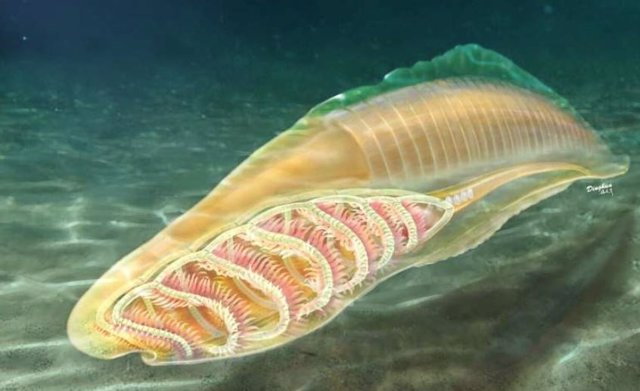 La reconstrucción artística del yunnanozoan de la biota Cámbrica de Chengjiang muestra esqueletos faríngeos en forma de canasta.