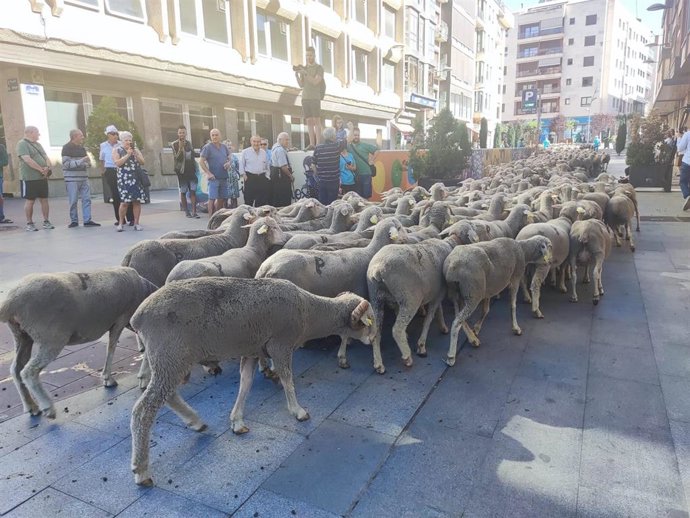 Ovejas a su paso por Soria.