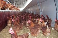 Detectados dos nuevos focos de la enfermedad de Newcastle en granjas de pollos de Huércal-Overa (Almería)