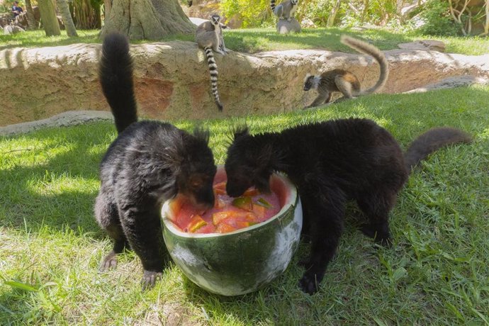 Archivo - Dos lémures se alimentan de comida adaptada a la épooca estival en Bioparc Fuengirola