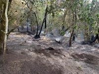 El Cabildo de La Gomera prohíbe hacer fuego en zonas de riesgo y áreas recreativas por riesgo de incendios