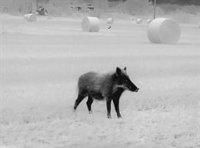 El Govern, agricultores, cazadores y agentes rurales censan jabalíes en Girona