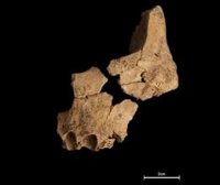 Un fósil de 1,4 millones de años ilustra el origen de nuestro rostro